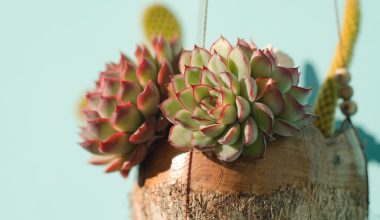 how often do you water echeveria succulents