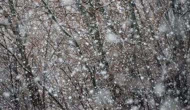 when do you prune blackberry plants