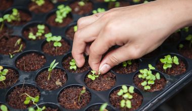 how to germinate flower seeds at home