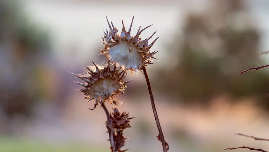 when to put weed control on lawn