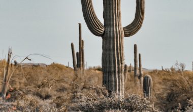 how to remove fine cactus needles from dog