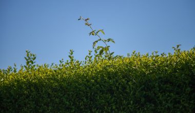 how to prune a privet hedge uk