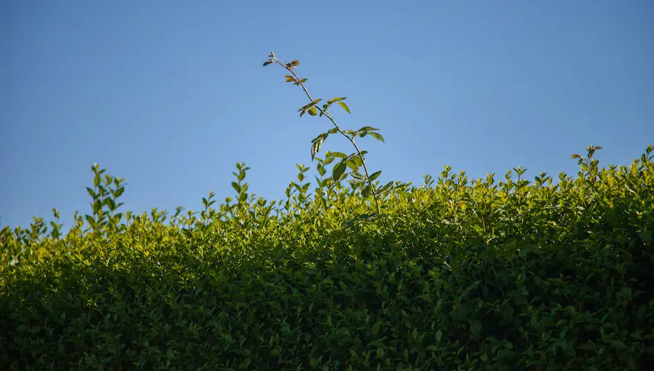 how to prune a privet hedge uk