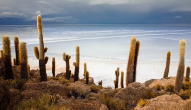 is cactus water good for you