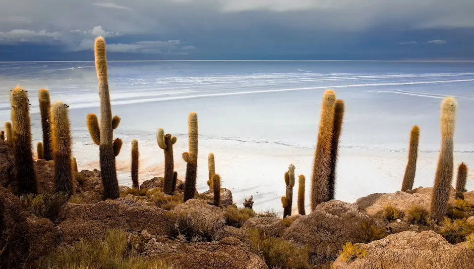 is cactus water good for you