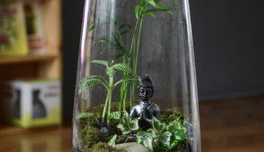 what kind of plants can grow in a terrarium