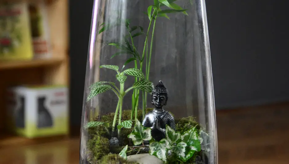what kind of plants can grow in a terrarium