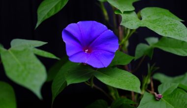 how to plant morning glory seeds