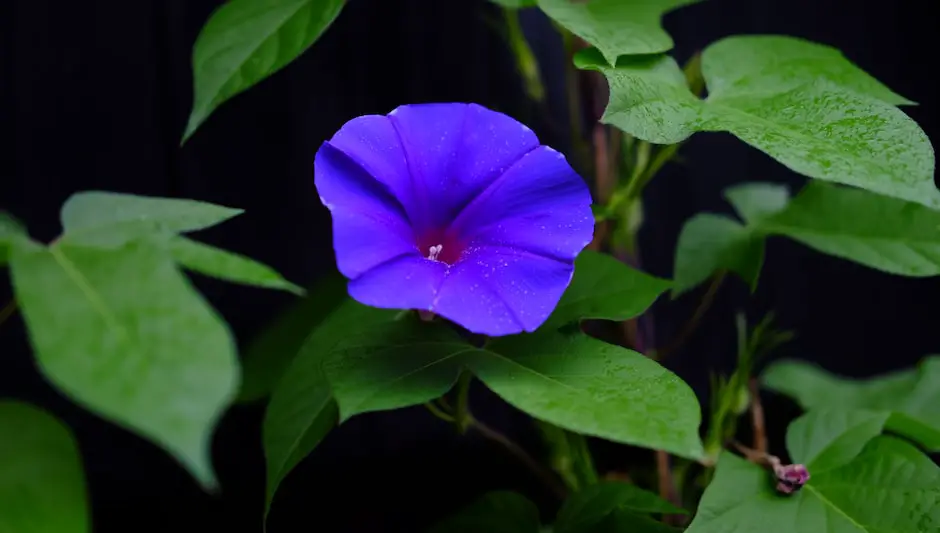 how to plant morning glory seeds