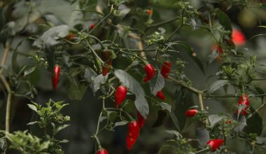 do pepper plants need to be pollinated