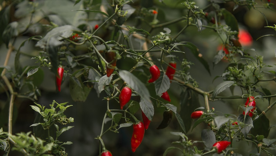 do pepper plants need to be pollinated