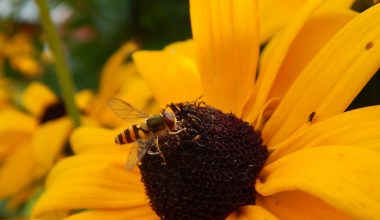 can i grow black eyed susan in a pot