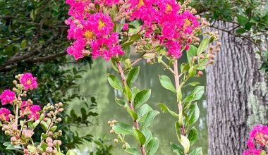 when is it too late to prune crape myrtles