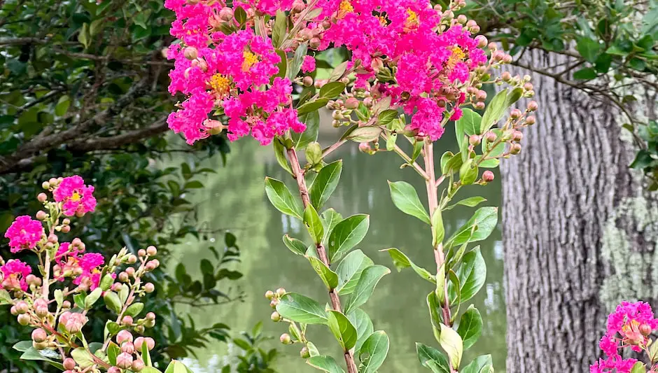 when is it too late to prune crape myrtles