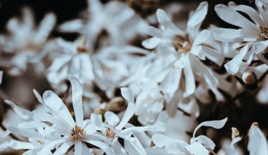 how to harvest witch hazel