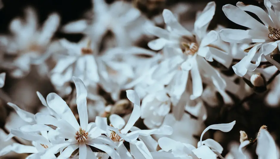 how to harvest witch hazel