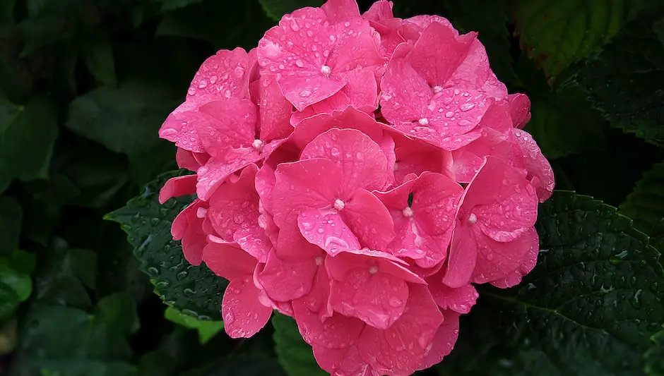 are geraniums a perennial plant