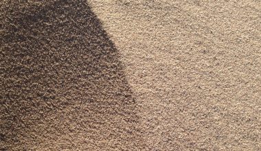 does grass seed grow in sand