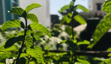 will mint grow in shade