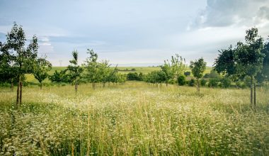 is peat moss good for grass