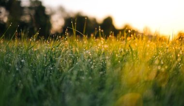 where do landscapers dump grass