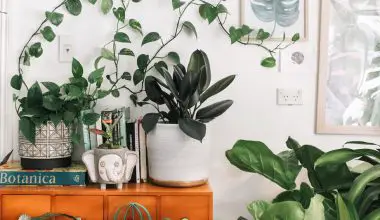 how to give indoor plants nutrients