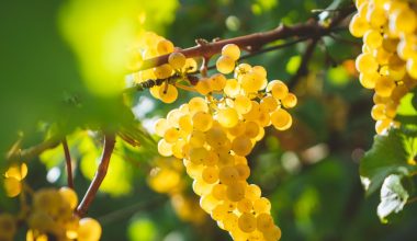 are grape vines poisonous