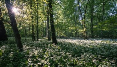 when to harvest wild garlic bulbs