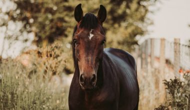 can horses eat apple seeds