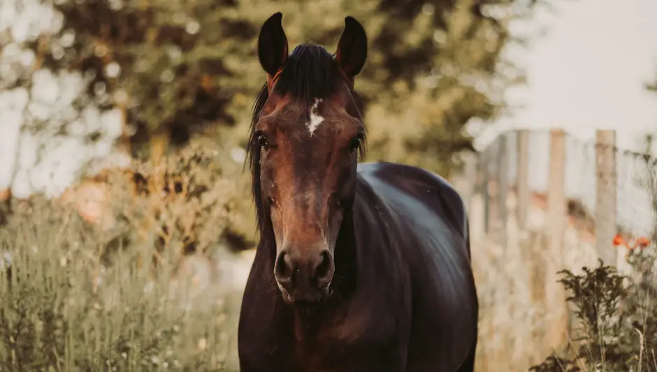 can horses eat apple seeds