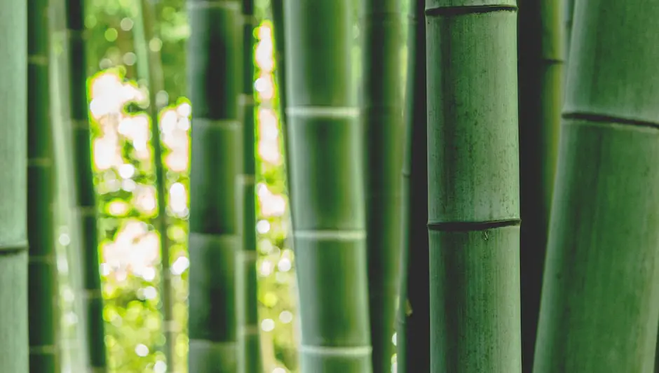 how to grow black bamboo from seed