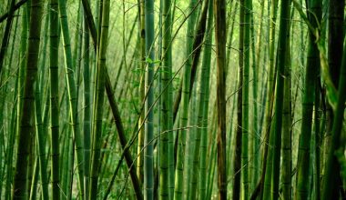 is bamboo a fast growing plant