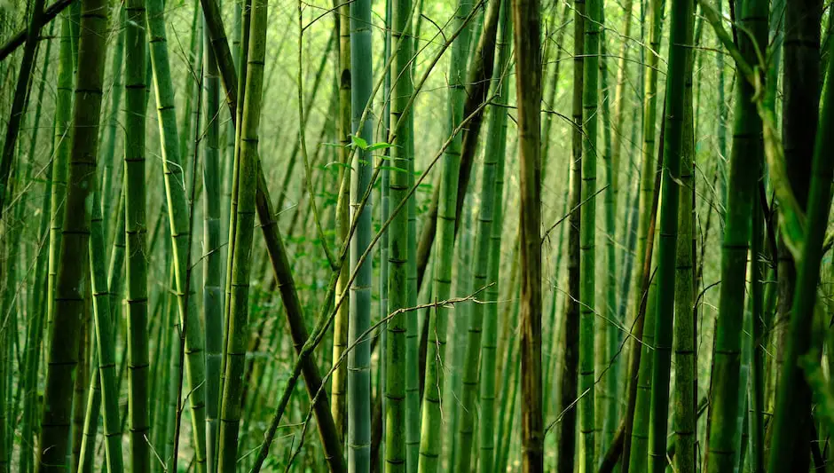 is bamboo a fast growing plant