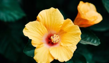 is tropical hibiscus perennial