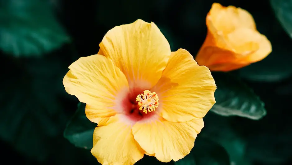 is tropical hibiscus perennial