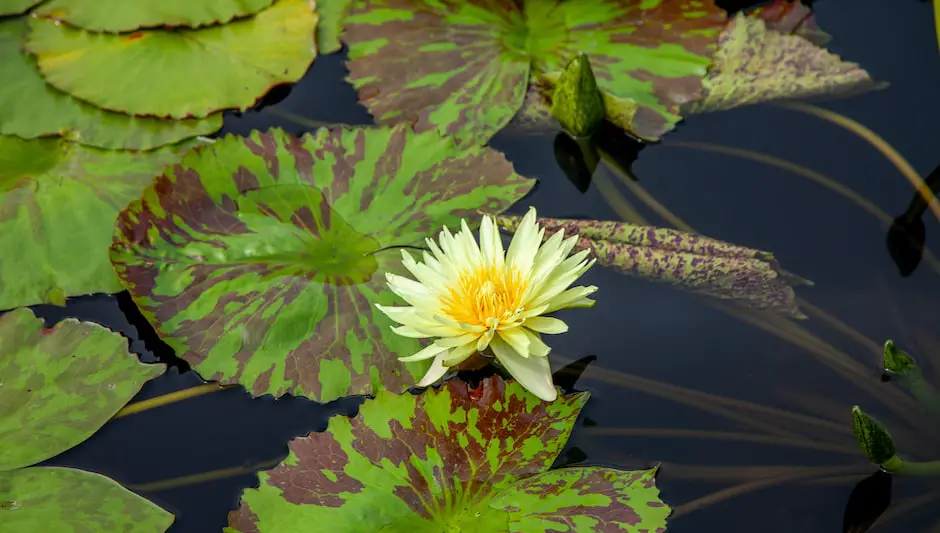 how to get a job at a botanical garden