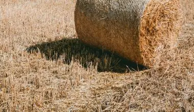 how to grow grass using hay