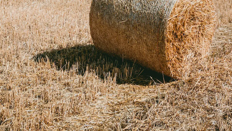 how to grow grass using hay