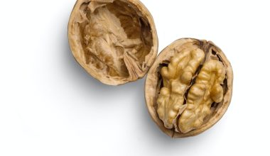 how to grow black walnut trees from seed