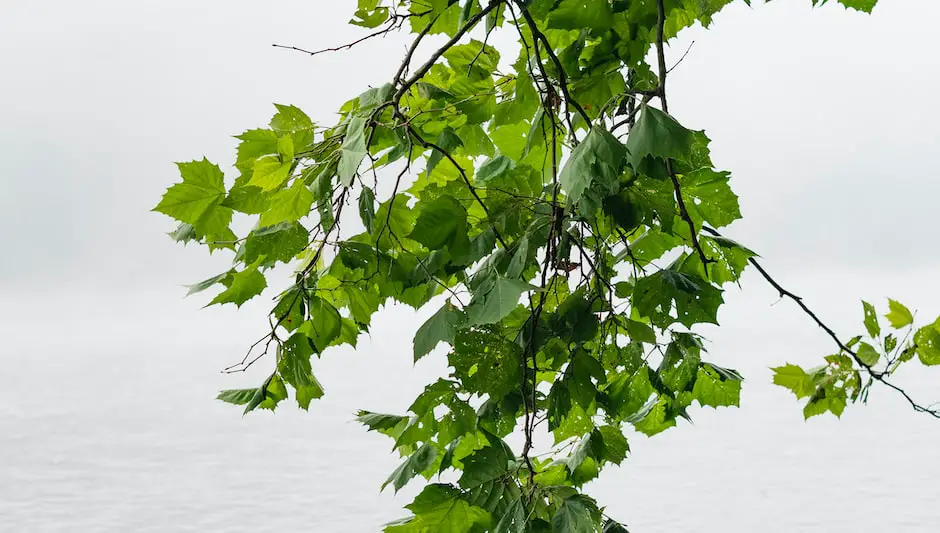 how do you prune an apple tree