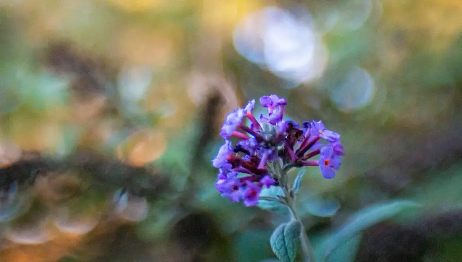 when do i prune butterfly bush