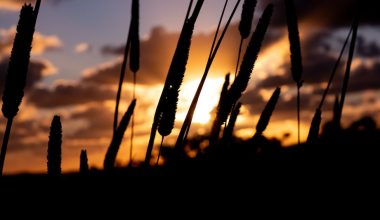 when to plant grass seed canada