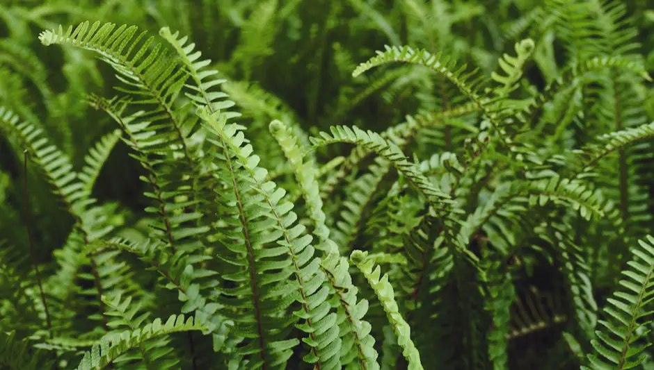 is asparagus fern a perennial