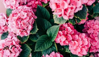 when to plant forget me not seeds indoors