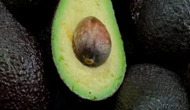 do avocados grow on trees