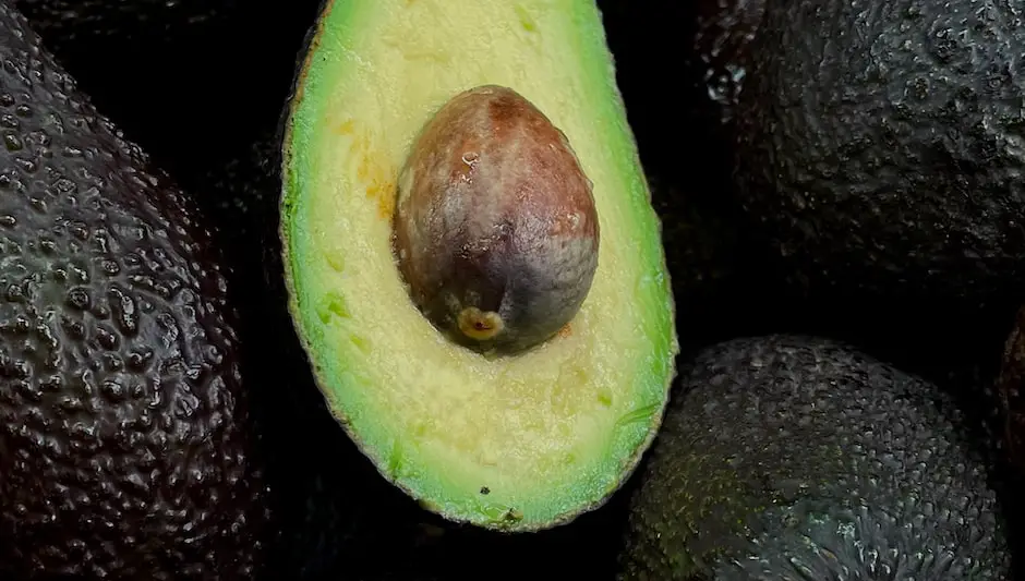 do avocados grow on trees