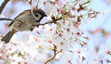 how to plant horse chestnut seeds