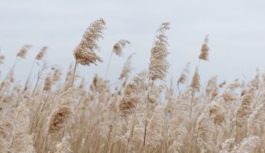 how long does pampas grass last