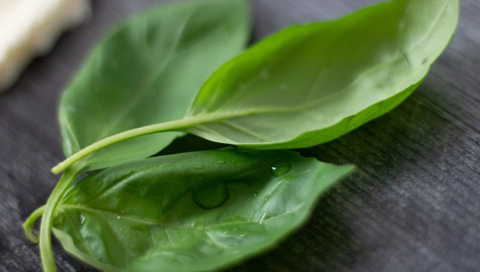 how long does it take to grow spinach from seed