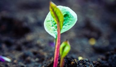 can you use potting soil in the ground